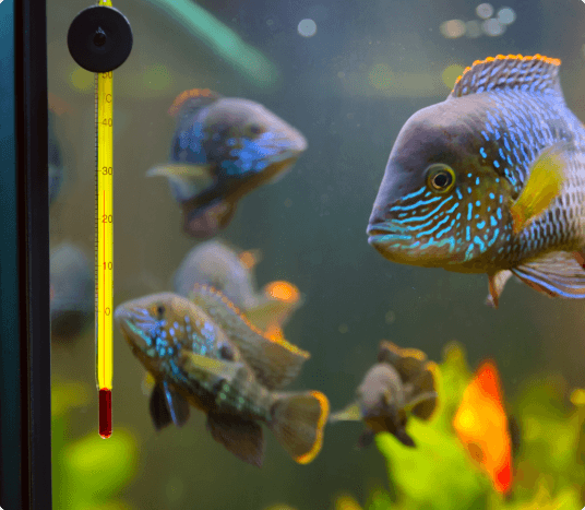 	 MISTRZOSTWA W ARANŻACJI AKWARI&Oacute;W (AQUASCAPING) BY AQUAEL